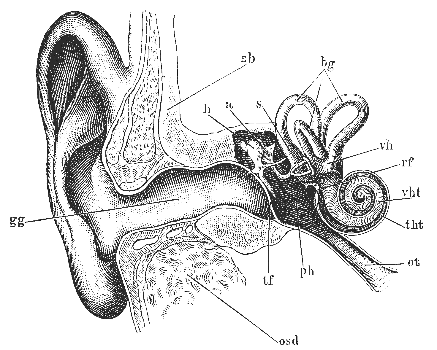 Hearing Banana Chart